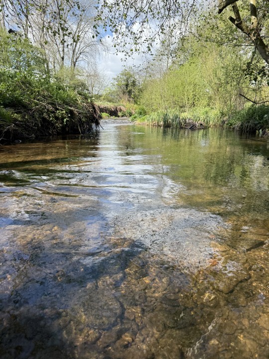 Bideford Brook - SH from Cheltenham